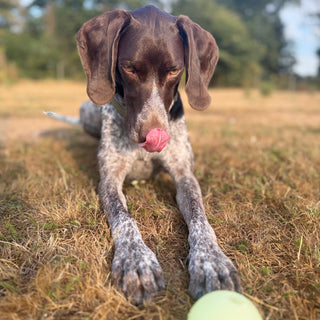 A German Shorthaired Pointer dog lying on dry grass outdoors, looking at the camera with its tongue out, with a light green ball in the foreground and trees blurred in the background.