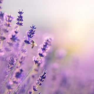 The Power of Scent:  little moments of.
